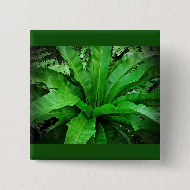 Bird's Nest Fern 2 Inch Square Button (Front)