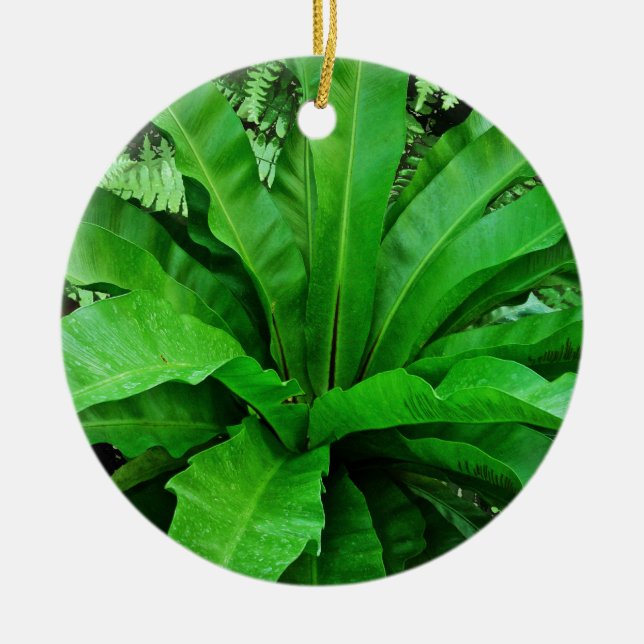 Bird's Nest Fern Ceramic Ornament (Front)