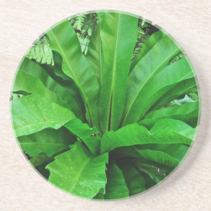 Bird's Nest Fern Coaster
