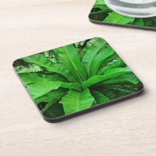 Bird's Nest Fern Coaster