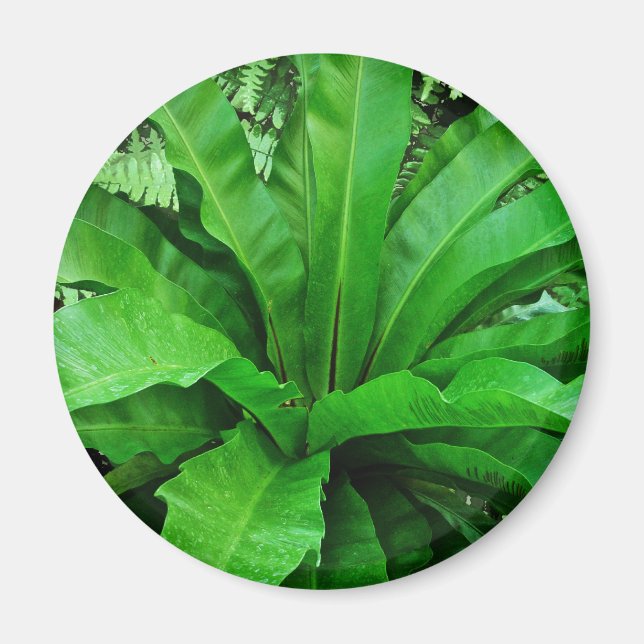 Bird's Nest Fern Magnet (Front)