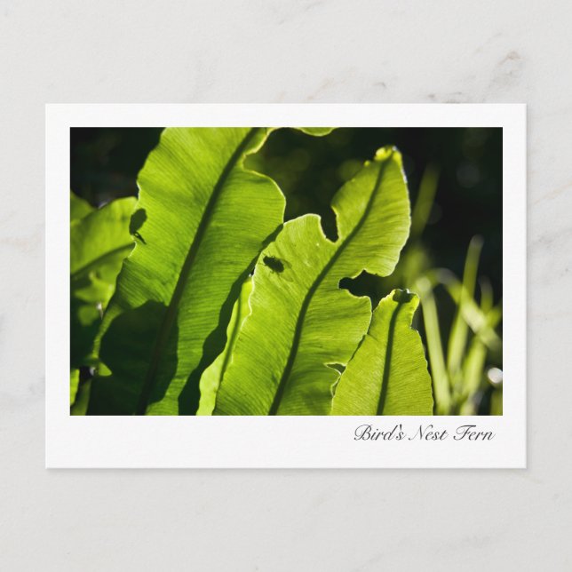 Bird's Nest Fern Postcard (Front)