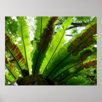 Bird's Nest Fern