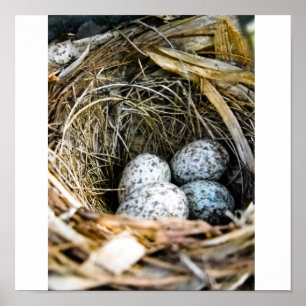 Birds nest poster