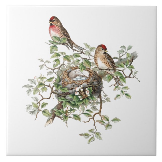 Birds Nesting Background Tile (Front)