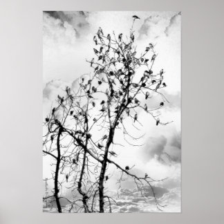 Birds of a Feather Poster