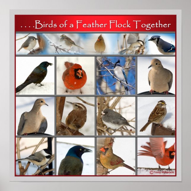 Birds of a Feather (POSTER) Poster (Front)