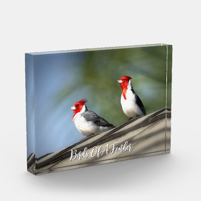 Birds of A Feather Red Crested Cardinals Hawaii Photo Block (Left)