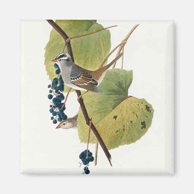 Birds of America (1827) by John James Audubon Magnet (Front)