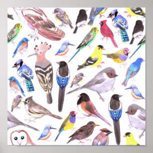 Birds of America- pets and wild birds Poster