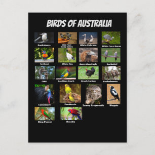 Birds of Australia Postcard