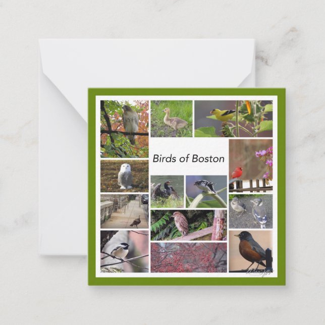Birds of Boston Photo Collage Card (Front)