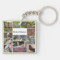 Birds of Boston Photo Collage
