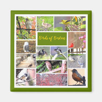 Birds of Boston Photo Collage