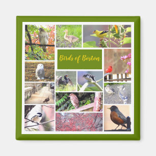 Birds of Boston Photo Collage Magnet