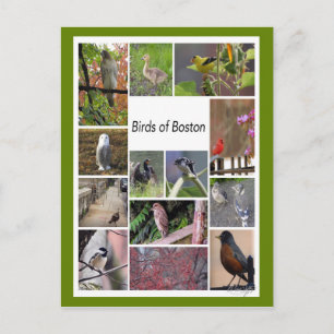 Birds of Boston Photo Collage Postcard