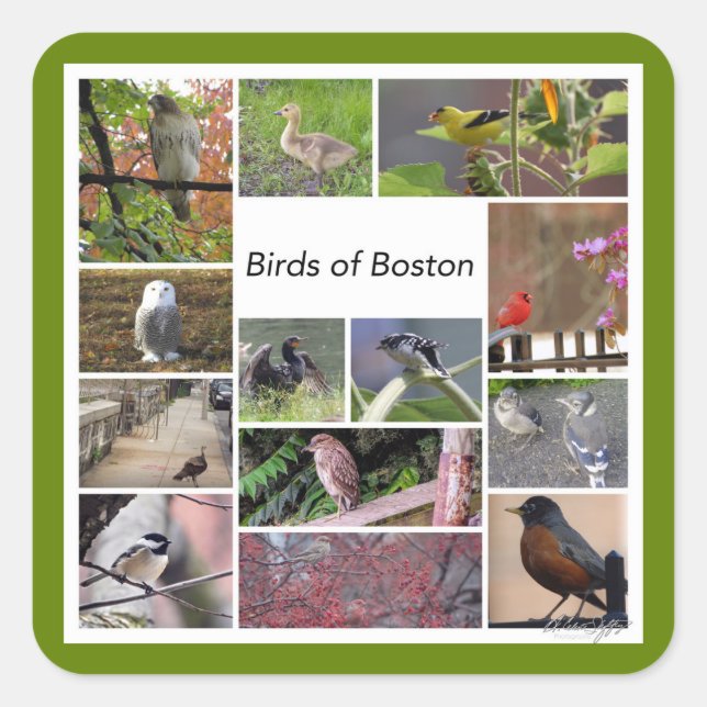 Birds of Boston Photo Collage Square Sticker (Front)