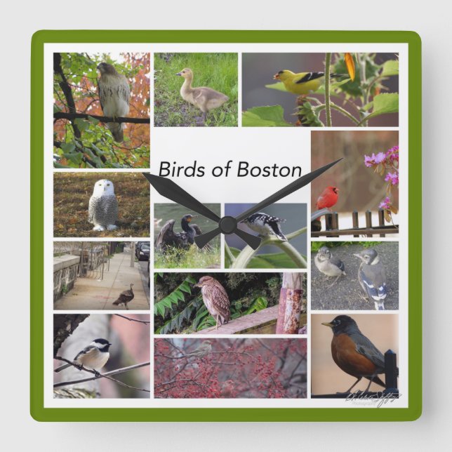 Birds of Boston Photo Collage Square Wall Clock (Front)