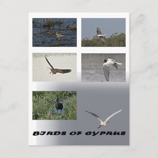 birds of cyprus postcard (Front)