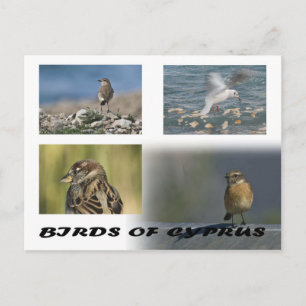 Birds of Cyprus postcard