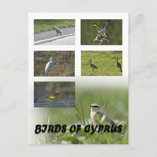 Birds of Cyprus postcard (Front)