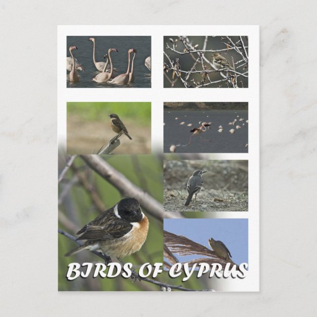 Birds of cyprus postcard (Front)