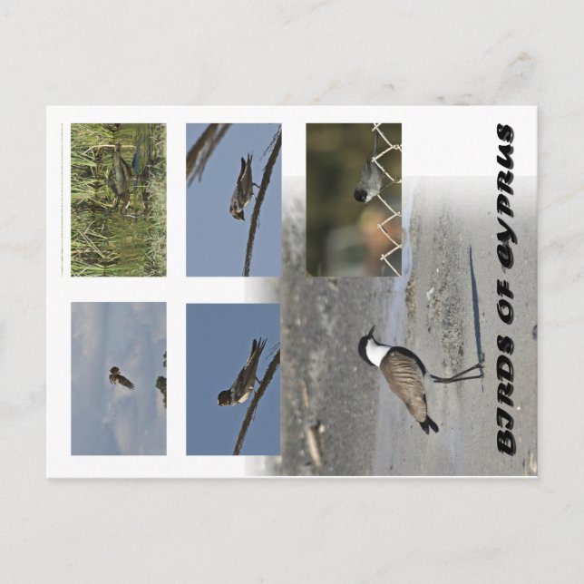 Birds of Cyprus Postcard (Front)