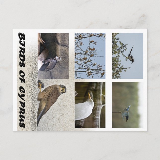 Birds of Cyprus postcard (Front)