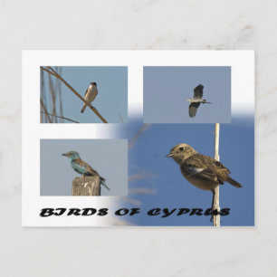 Birds of Cyprus postcard