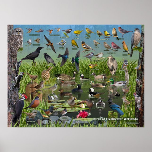 Birds of Freshwater Wetlands Poster (Front)