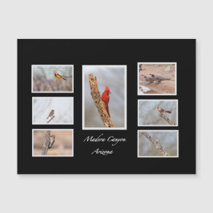 Birds of Madera Canyon Arizona