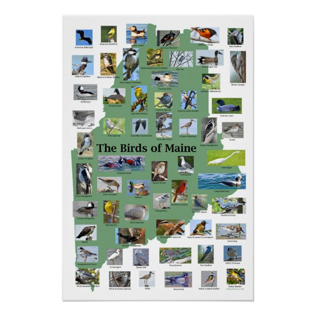 Birds of Maine Poster (Front)