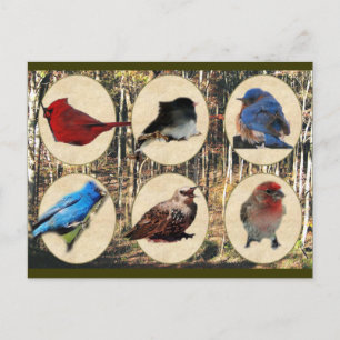 Birds of Middle Tennessee Postcard