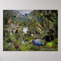 Birds of New Zealand art poster