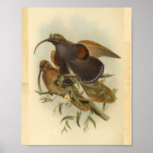 Birds of Paradise Bird Green Colour Vintage Print