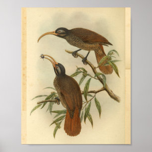 Birds of Paradise Brown Black Vintage Print