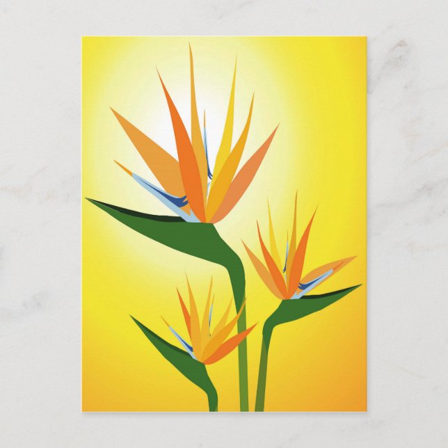 BIRDS OF PARADISE FLOWER DESIGN POSTCARD (Front)