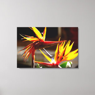 Birds of Paradise Flower from Mexico Canvas Print