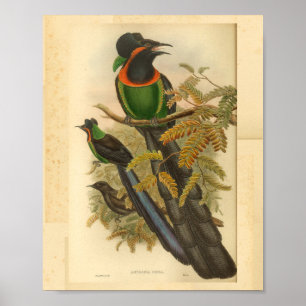 Birds of Paradise Green Red Vintage Print