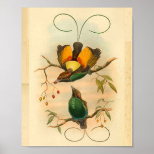 Birds of Paradise Green Yellow Vintage Print