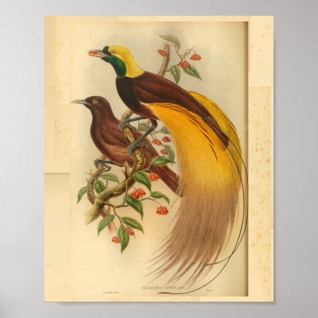 Birds of Paradise Green Yellow Vintage Print (Front)
