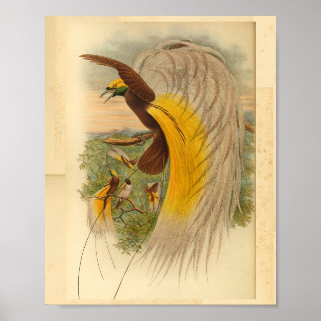 Birds of Paradise Green Yellow Vintage Print (Front)