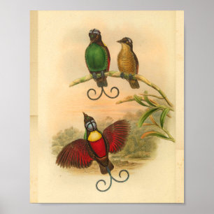 Birds of Paradise Red Green Vintage Print