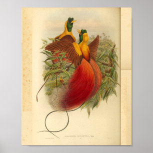 Birds of Paradise Red Green Yellow Vintage Print