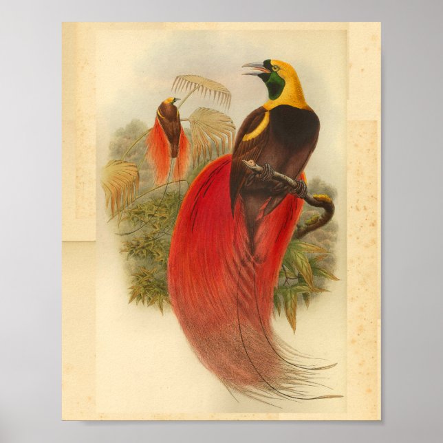 Birds of Paradise Red Green Yellow Vintage Print (Front)