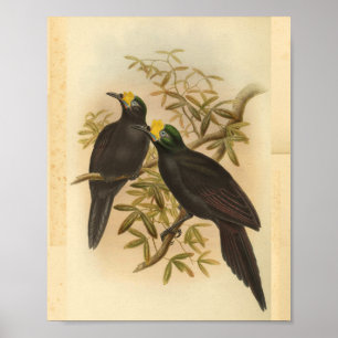 Birds of Paradise Yellow Crested Vintage Print