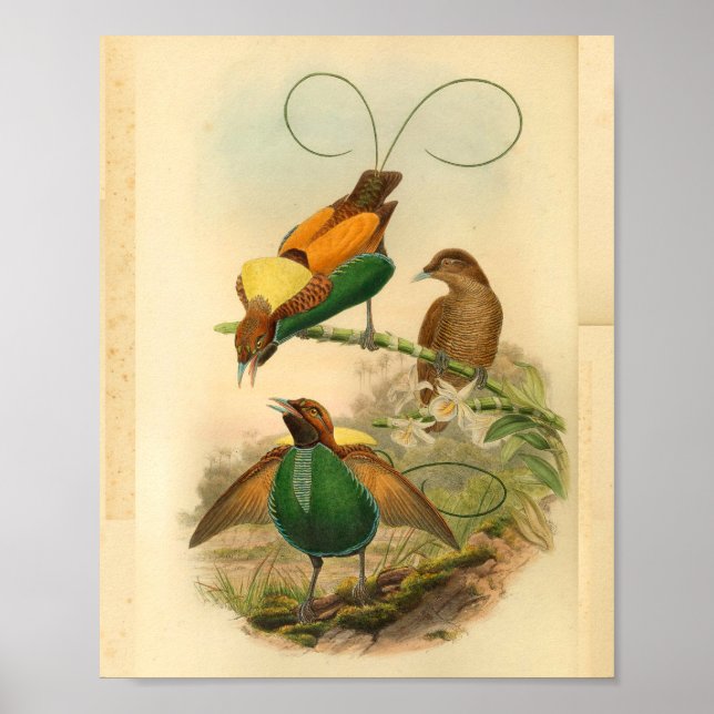 Birds of Paradise Yellow Green Vintage Print (Front)