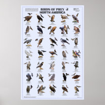 Birds of Prey – North America 