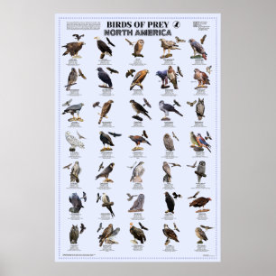 Birds of Prey – North America Poster