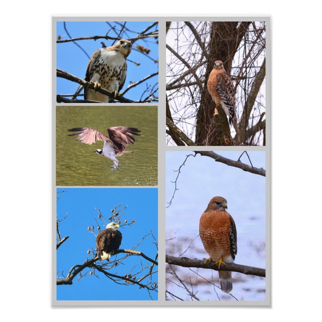 Birds of prey photo collage (Front)